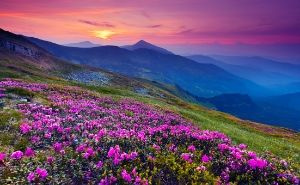 flowers with mountains in the background