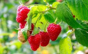 berries growing on the vine close up