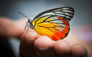 beautiful butterly on hand outside