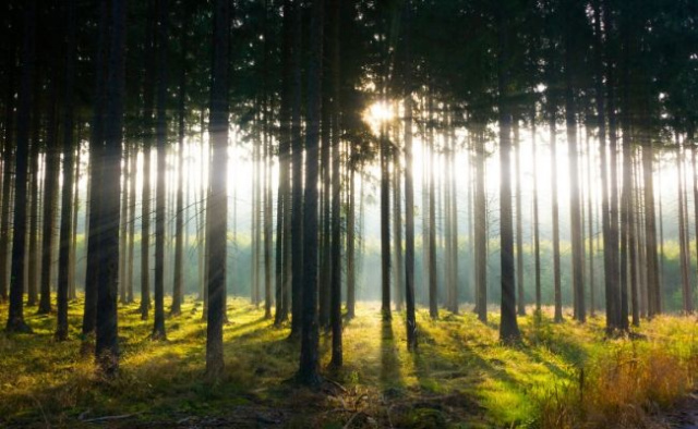 Beautiful sunlight streaming through the trees