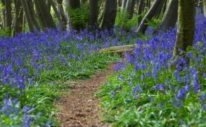 path with flowers into the woods