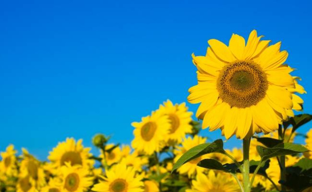 Sunflowers in a field