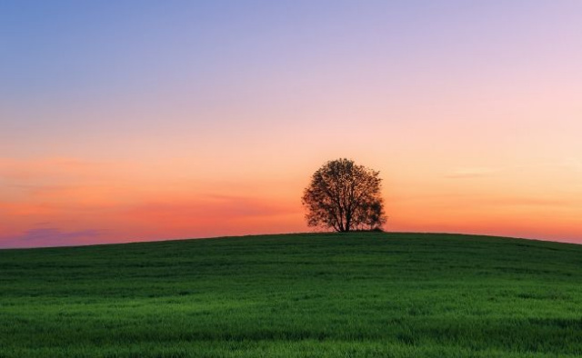 Tree outside during sunset